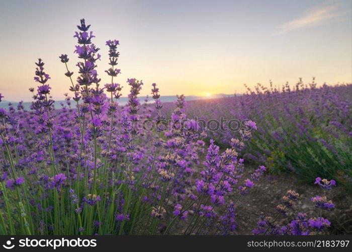 Bush of lavender at sunset. Nature composition.