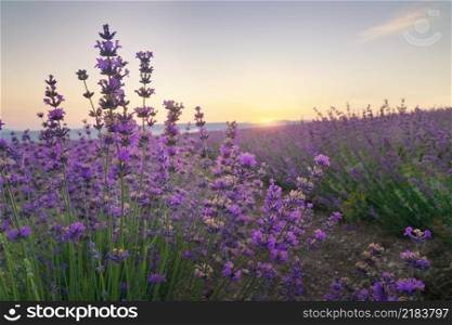 Bush of lavender at sunset. Nature composition.