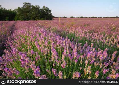Bush of lavender at sunset. Nature composition.