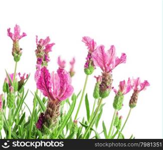Bush of lavender flowers isolated on white background.Selective focus.