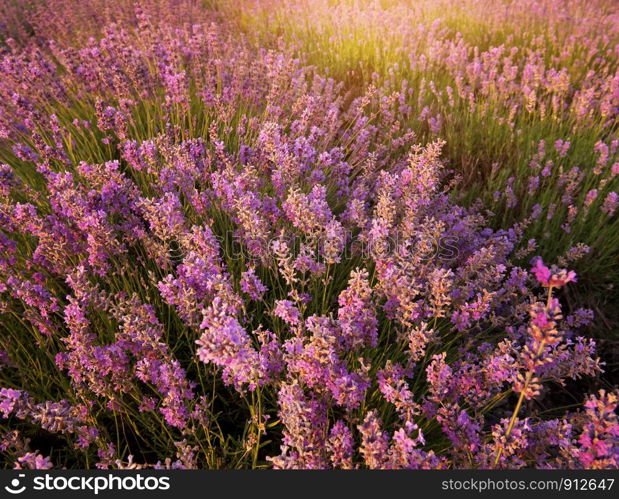 Bush of lavender. Nature composition.
