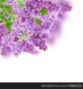 Bush of of fresh Lilac flowers on white background