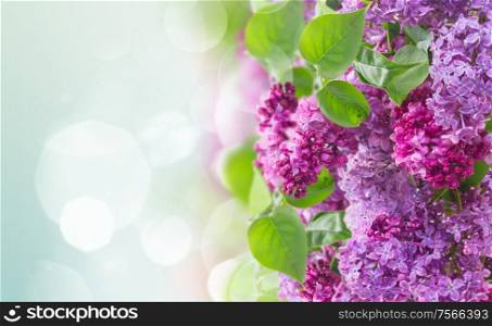 Bush of of Lilac flowers border on blue sky bokeh background banner. Bush of Lilac