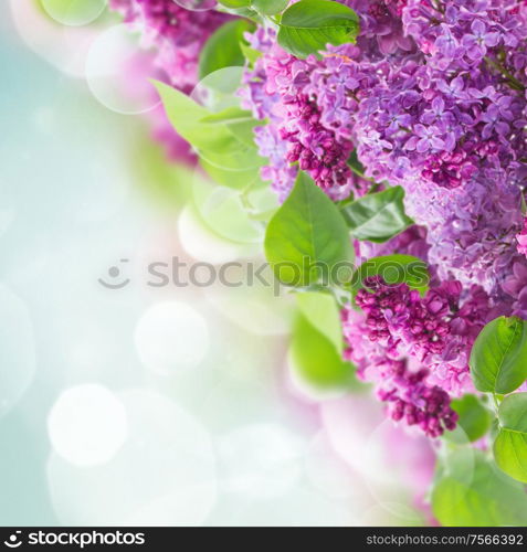 Bush of of Lilac flowers border on blue sky bokeh background. Bush of Lilac