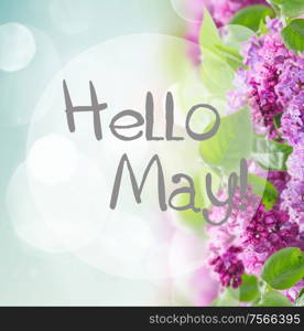 Bush of of Lilac flowers border on blue sky bokeh background with hello may words. Bush of Lilac