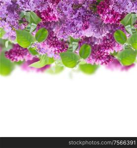 Bush of of Lilac flowers border on white background. Bouquet of Lilac