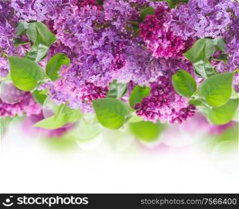 Bush of of Lilac flowers border on white background. Bouquet of Lilac