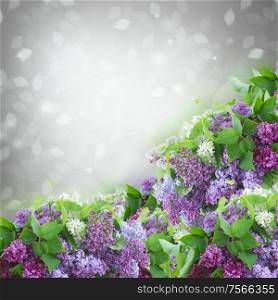 Bush of of Lilac flowers on gray bokeh background. Bush of Lilac