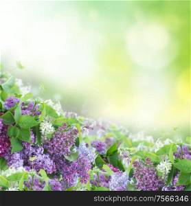 Bush of of Lilac flowers on green bokeh background. Bush of Lilac