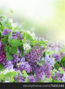 Bush of of Lilac flowers on green bokeh background. Bush of Lilac