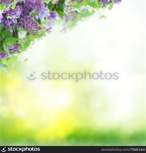 Bush of of Lilac flowers on green spring bokeh background. Bush of Lilac