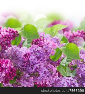 Bush of of Lilac flowers on white background. Bouquet of Lilac