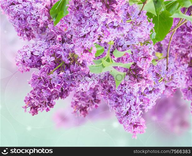 Bush of of purple Lilac flowers on blue sky bokeh background. Bush of Lilac