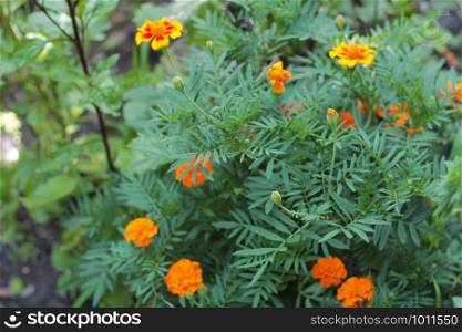 Bush of Orange marigolds aka tagetes erecta flower on the flowerbed in the garden