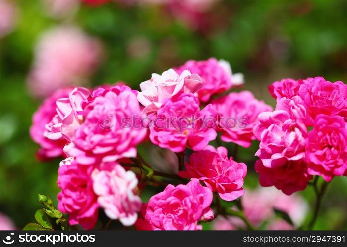 bush of pink roses in garden outdoor