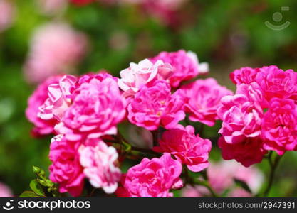 bush of pink roses in garden outdoor