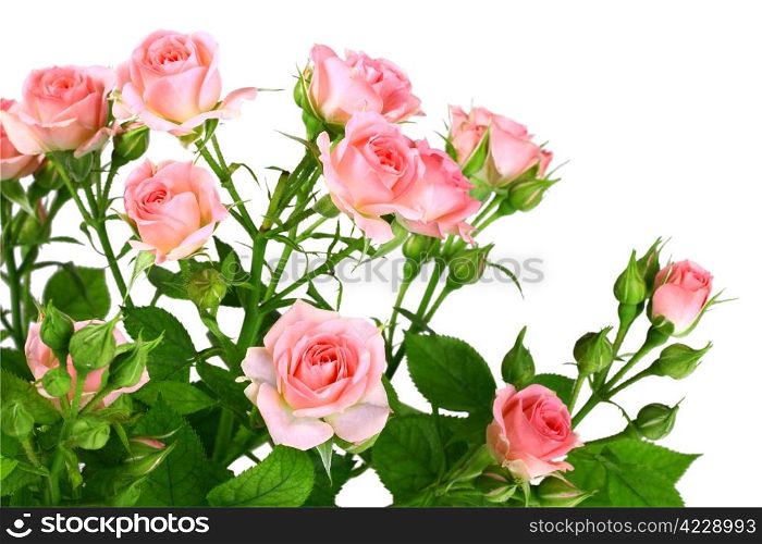 Bush of pink roses with green leafes. Isolated on white background. Close-up. Studio photography.
