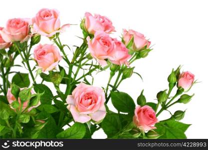 Bush of pink roses with green leafes. Isolated on white background. Close-up. Studio photography.