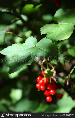 bush of red currant berry in dark