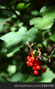 bush of red currant berry in dark