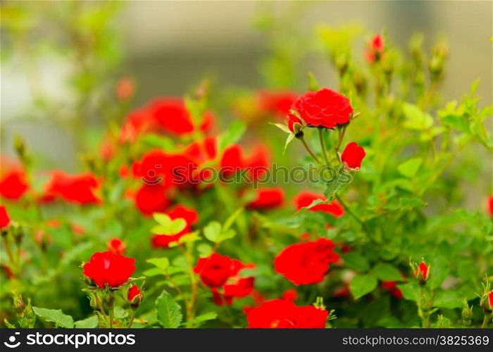 bush of red roses in garden outdoor, beauty in nature