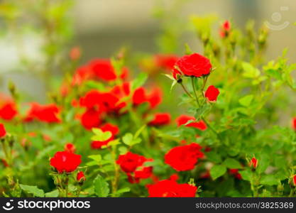 bush of red roses in garden outdoor, beauty in nature