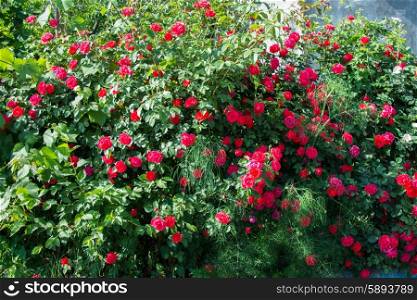 Bush of roses on bright summer day