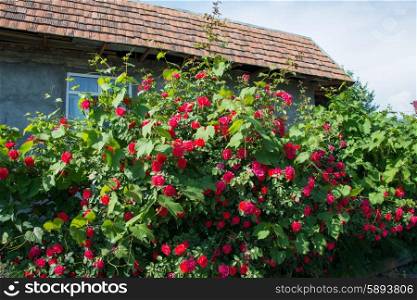 Bush of roses on bright summer day