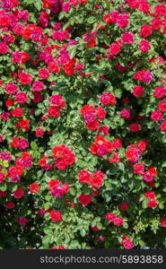 Bush of roses on bright summer day