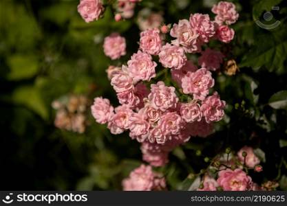 Bush of roses on bright summer day. Rose flower on background blooming pink roses flower in the garden of roses. Nature. Soft focus. Bush of roses on bright summer day. Rose flower on background blooming pink roses flower in the garden of roses. Nature. Soft focus.