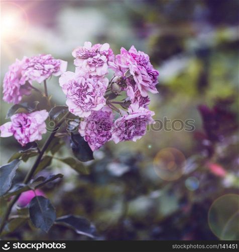bush of roses with faded pink flowers on a summer evening,