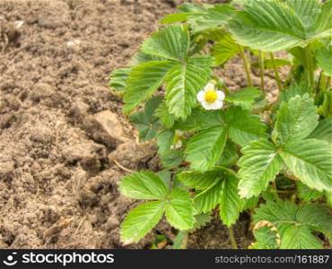 Bush of strawberry with white flower on spring day in the garden.