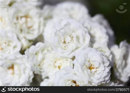 bush of white roses in garden outdoor