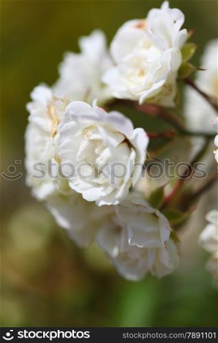 bush of white roses in garden outdoor
