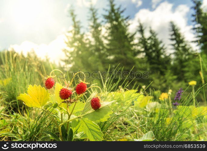 Bush of wild strawberries in their natural environment, on a sunny day of summer, with sun rays falling on the berries.