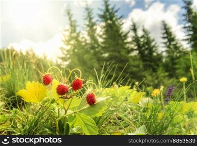 Bush of wild strawberries in their natural environment, on a sunny day of summer, with sun rays falling on the berries.