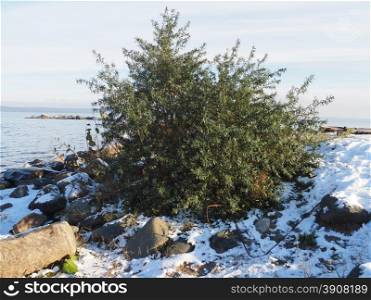 bush on the lake in winter