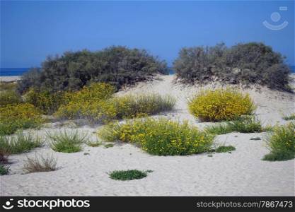 Bush on the sand beach in Israel