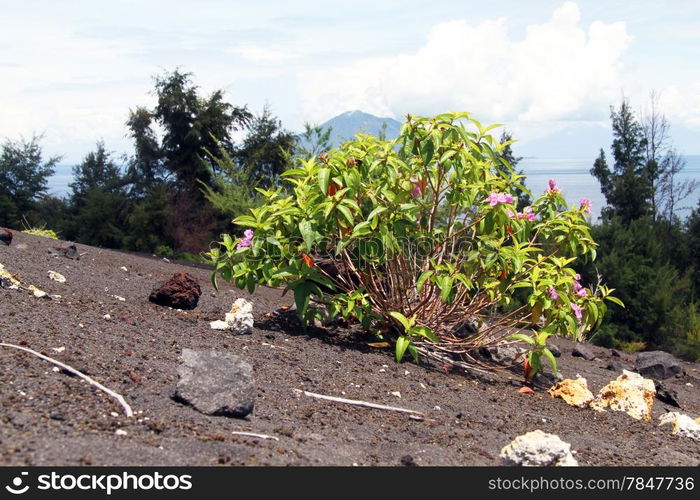 Bush on the slope of volcano Krakatau in Indonesia