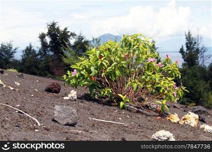 Bush on the slope of volcano Krakatau in Indonesia