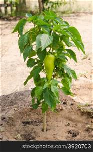 Bush pepper with fruits. Cultivation of pepper on a country or a plot