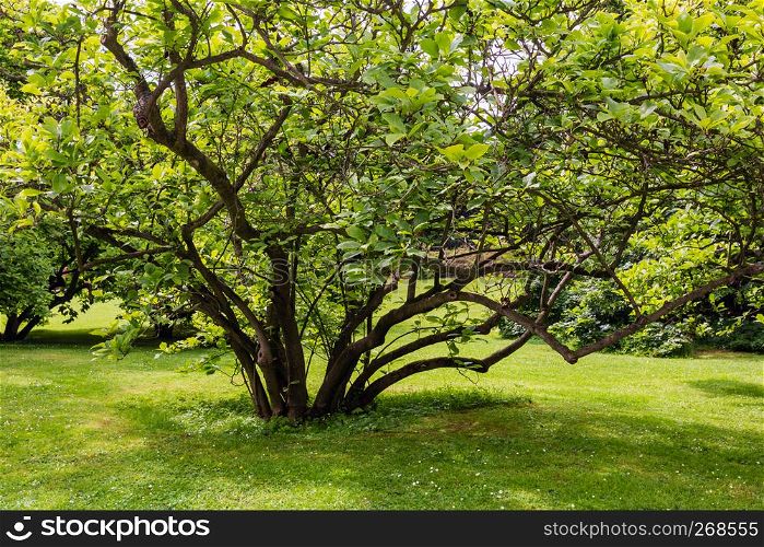 Bush tree on grass lawn in summer city park