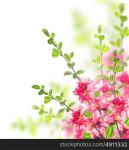 Bush with bright pink flowers, green leaves and young twigs on white background