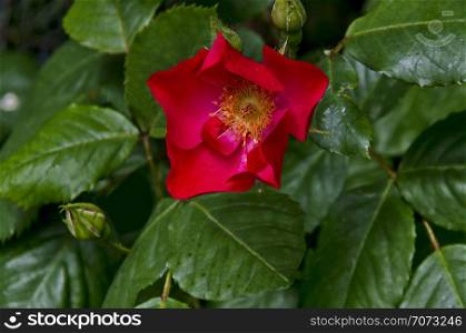 Bush with fresh bloom of red rose, wild brier or Rosa canina flower in the garden, Sofia, Bulgaria