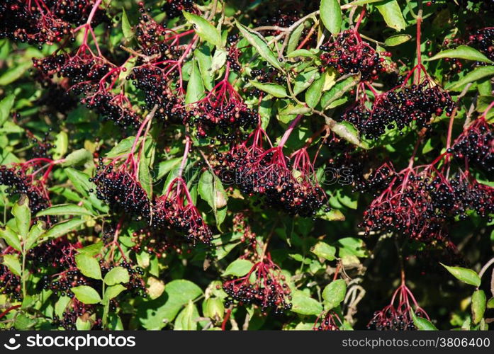 Bush with growing ripe elderberries all over