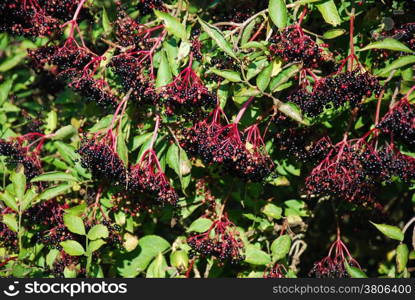 Bush with growing ripe elderberries all over
