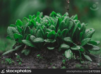 bush with large green leaves Primula acaulis in the garden on a spring