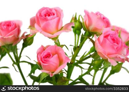 Bush with pink roses and green leafes isolated on white background. Close-up.