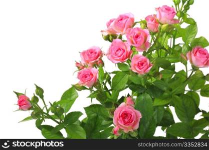 Bush with pink roses and green leafes isolated on white background. Close-up.