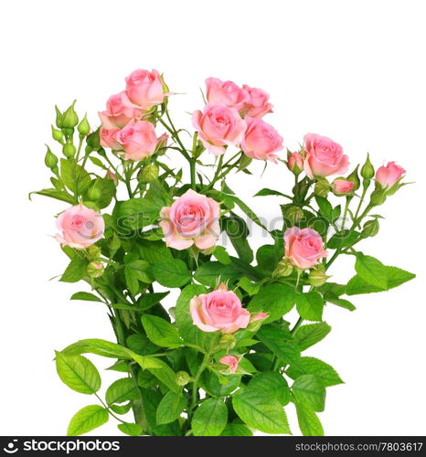 Bush with pink roses and green leafes isolated on white background. Close-up. Studio photography.